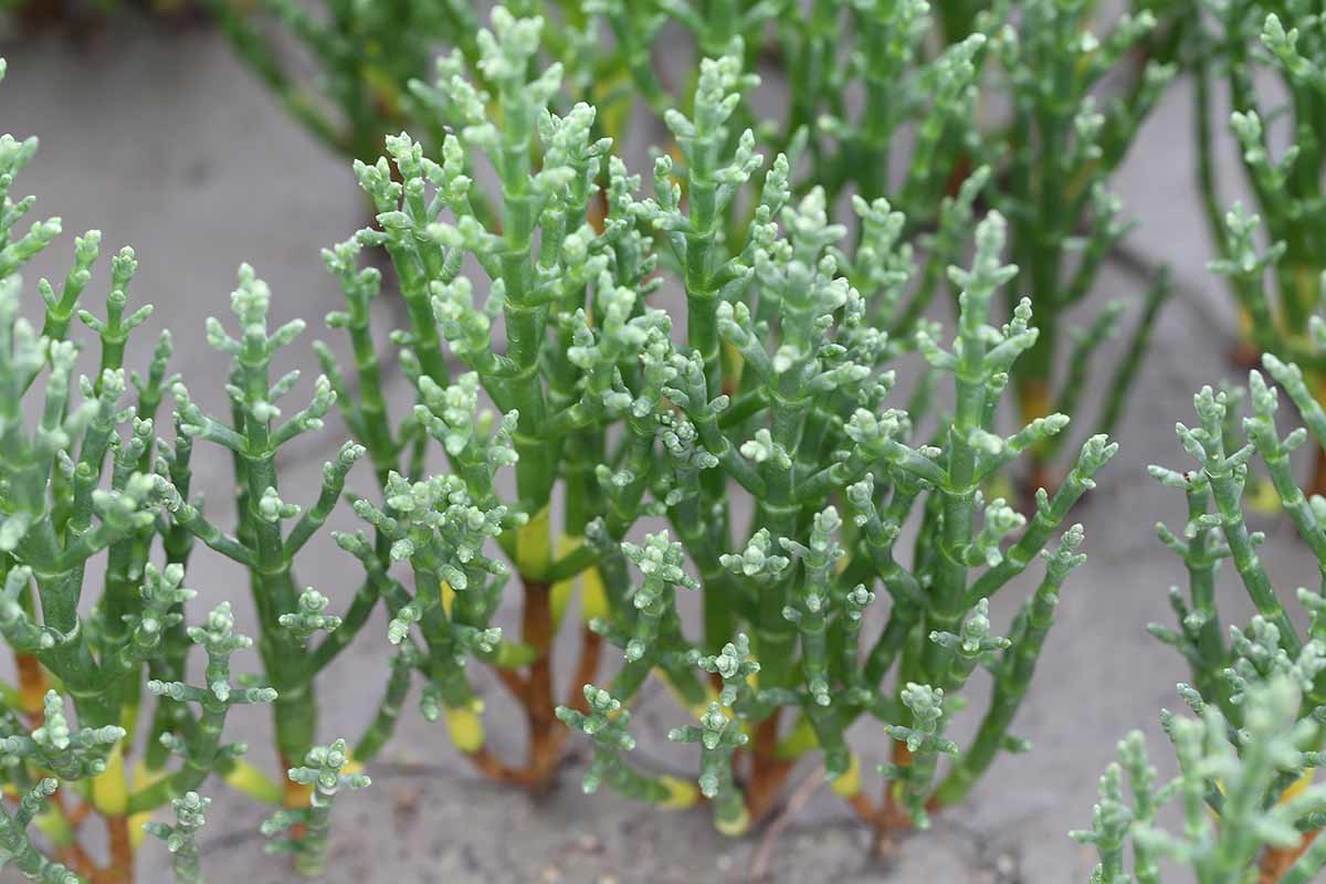 퉁퉁마디 / 국립생물자원관 '한반도의 생물다양성'