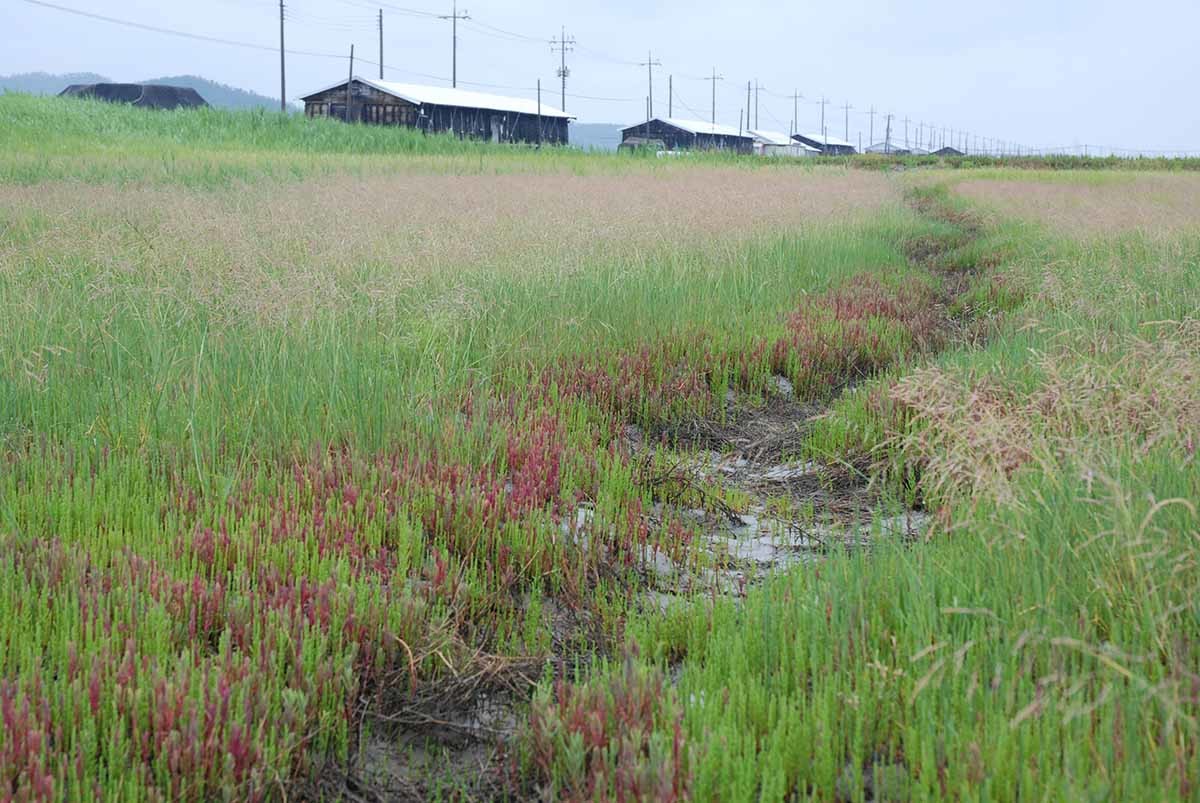 퉁퉁마디 / 국립생물자원관 '한반도의 생물다양성'