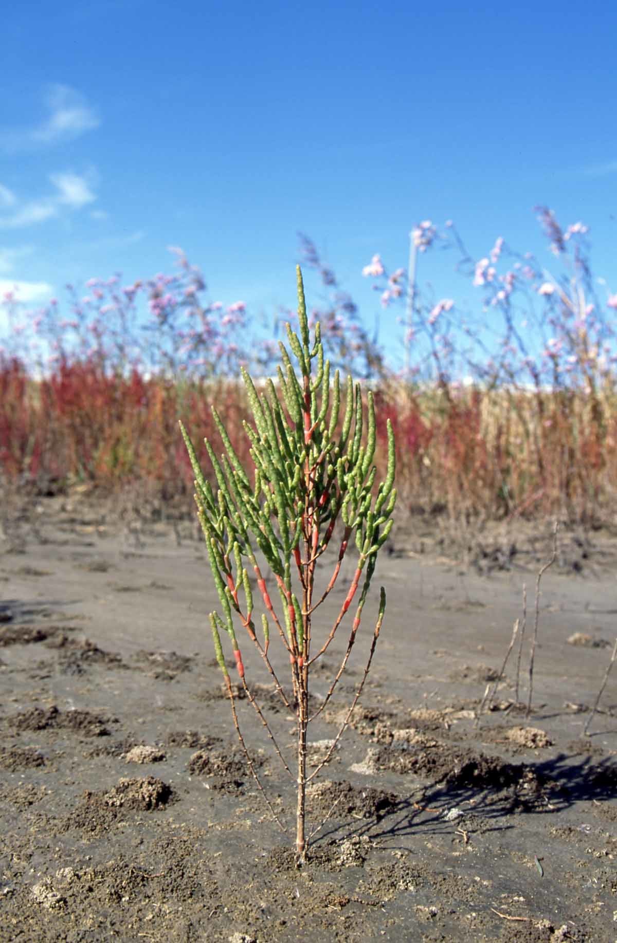 퉁퉁마디 / 국립생물자원관 '한반도의 생물다양성'