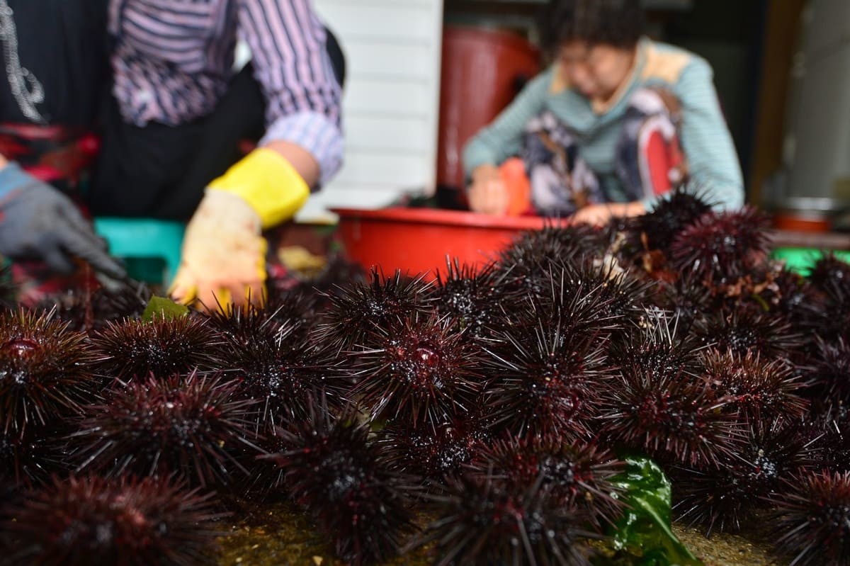 경북 포항시 북구 두호동 해안가에서 해녀들이 앞 바다에서 잡아 온 보라성게를 손질하고 있다. / 뉴스1