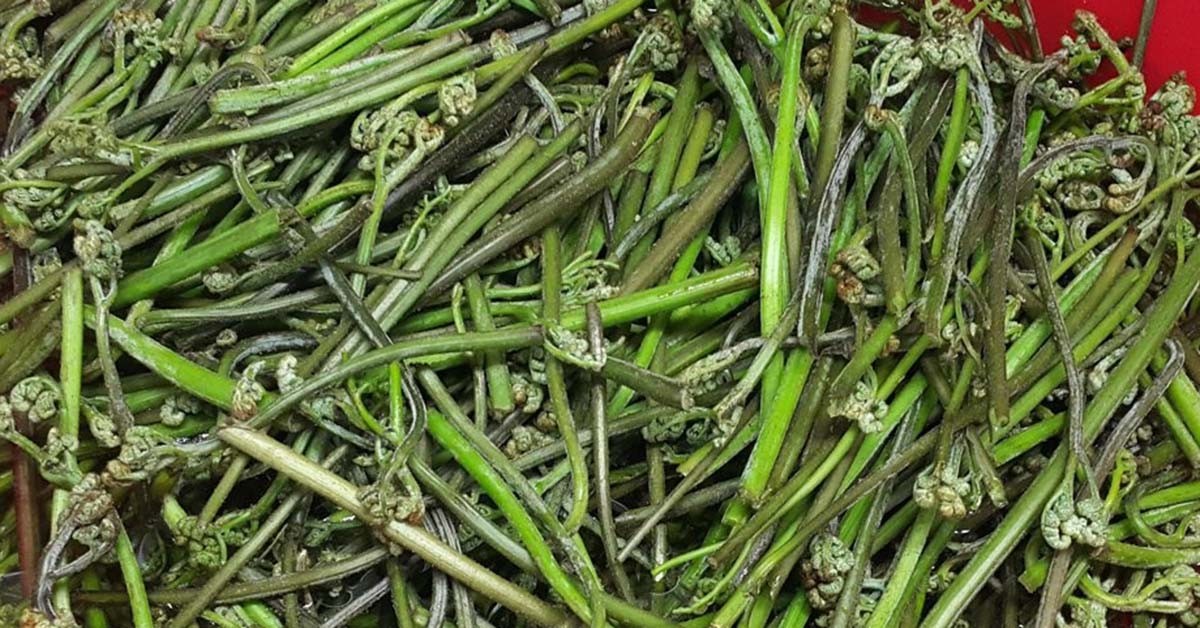 고사리 / 연합뉴스