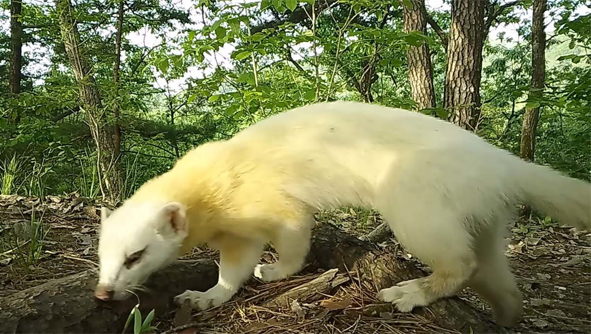 흰 담비 / '새덕후' 유튜브 영상 캡처