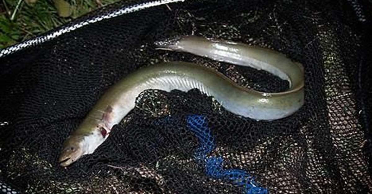 뱀장어 / 연합뉴스