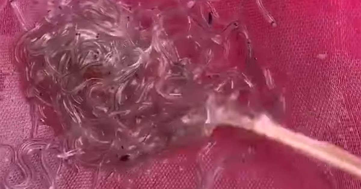 실뱀장어 / '쇼오츠' 유튜브 영상 캡처