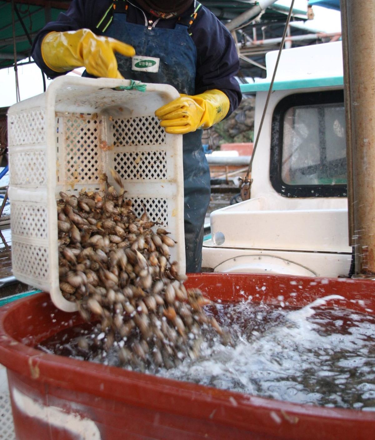 바다의 더덕, 미더덕. 자료사진. / 연합뉴스