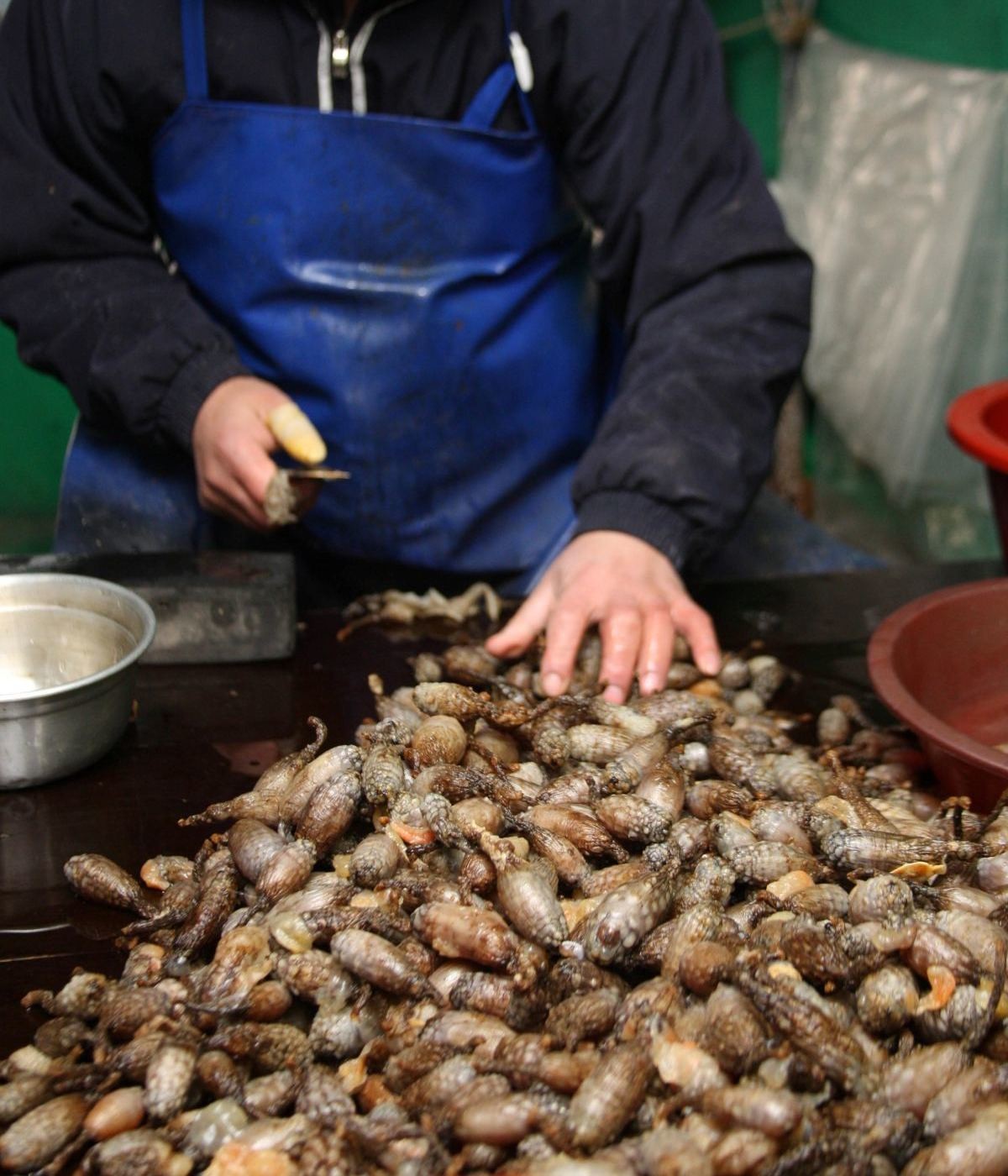 미더덕 손질하는 모습. 자료사진. /  연합뉴스