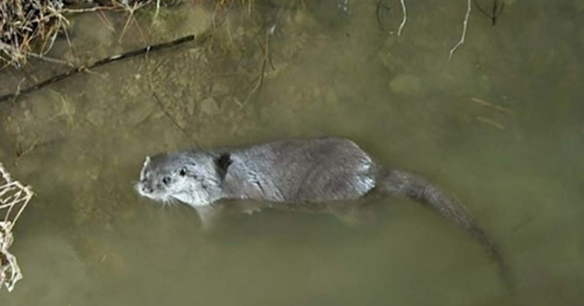 부산 기장군 좌광천에서 발견된 수달. / 기장군 제공