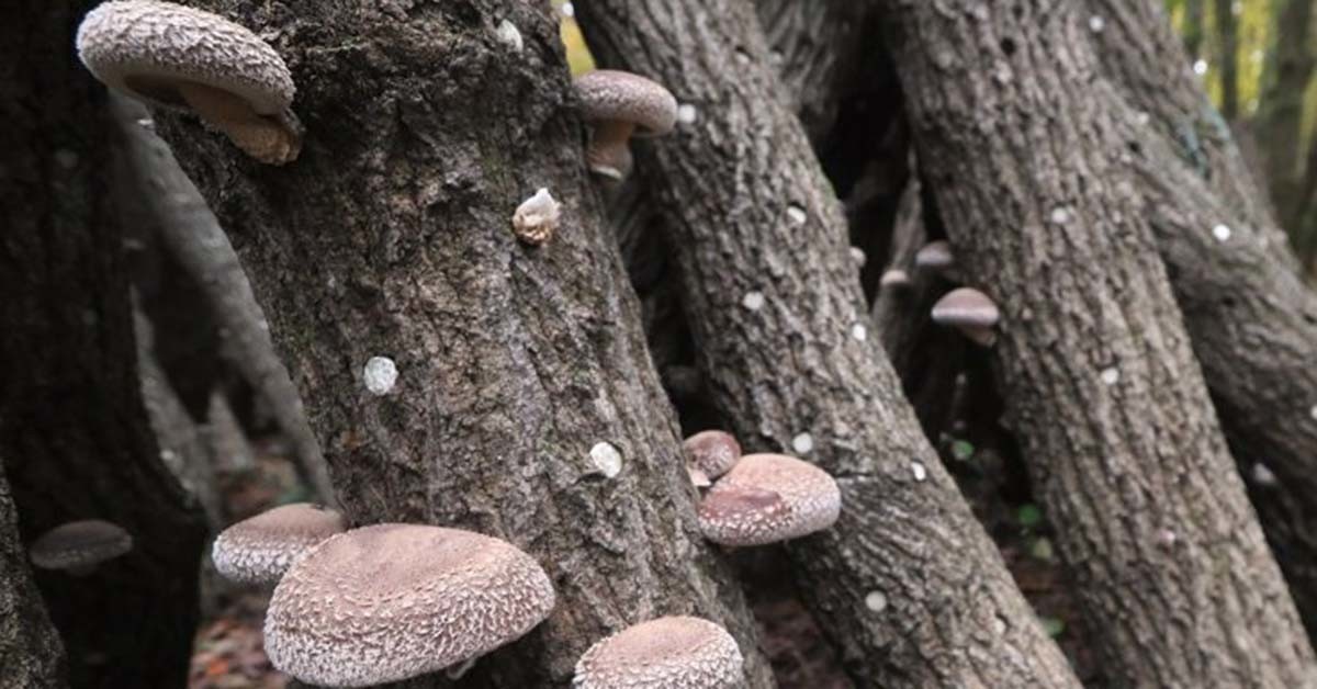 표고버섯 / 연합뉴스