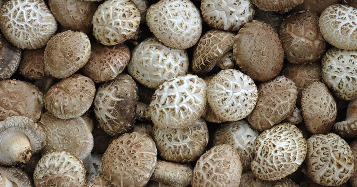 생 표고버섯 / 연합뉴스