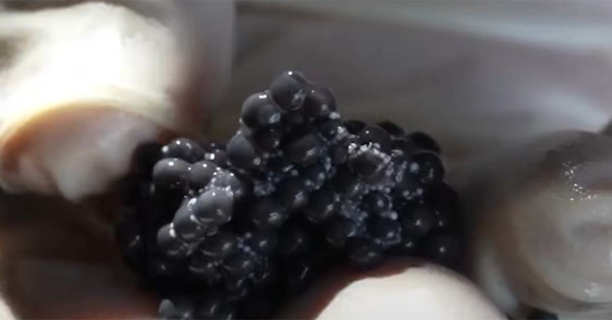 철갑상어 알인 캐비어. / EBS '극한직업' 영상 캡