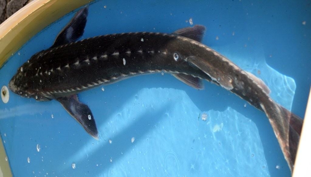 속초 앞바다에서 잡힌 철갑상어 / 연합뉴스