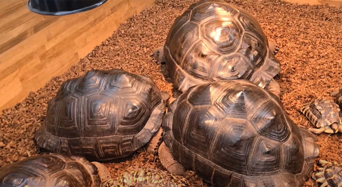 알다브라코끼리거북 / 'TV생물도감'