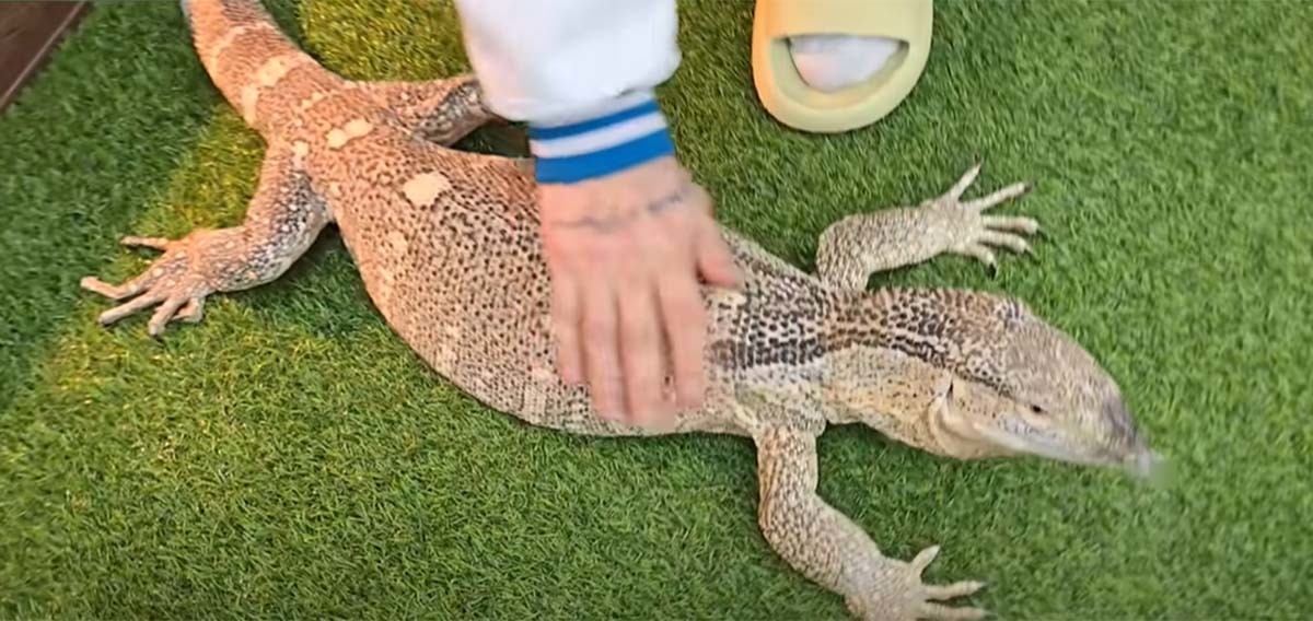 알다브라코끼리거북 / 'TV생물도감'