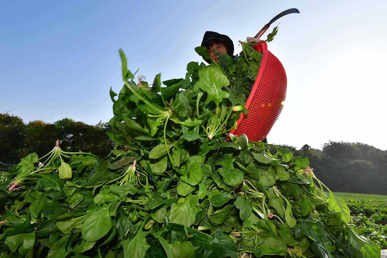 시금치 수확 모습. / 뉴스1