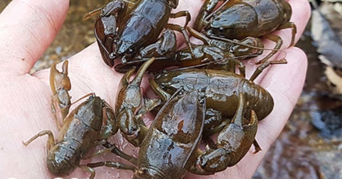 가재 / 'TV생물도감' 유튜브 채널 영상 캡처