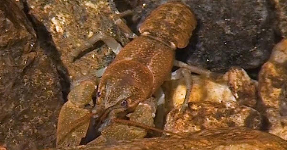 가재 / '카메라쟁이 류감독' 유튜브 채널 영상 캡처