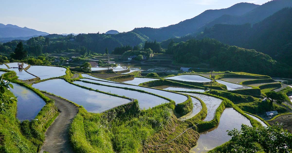 일본의 논 / 픽사베이