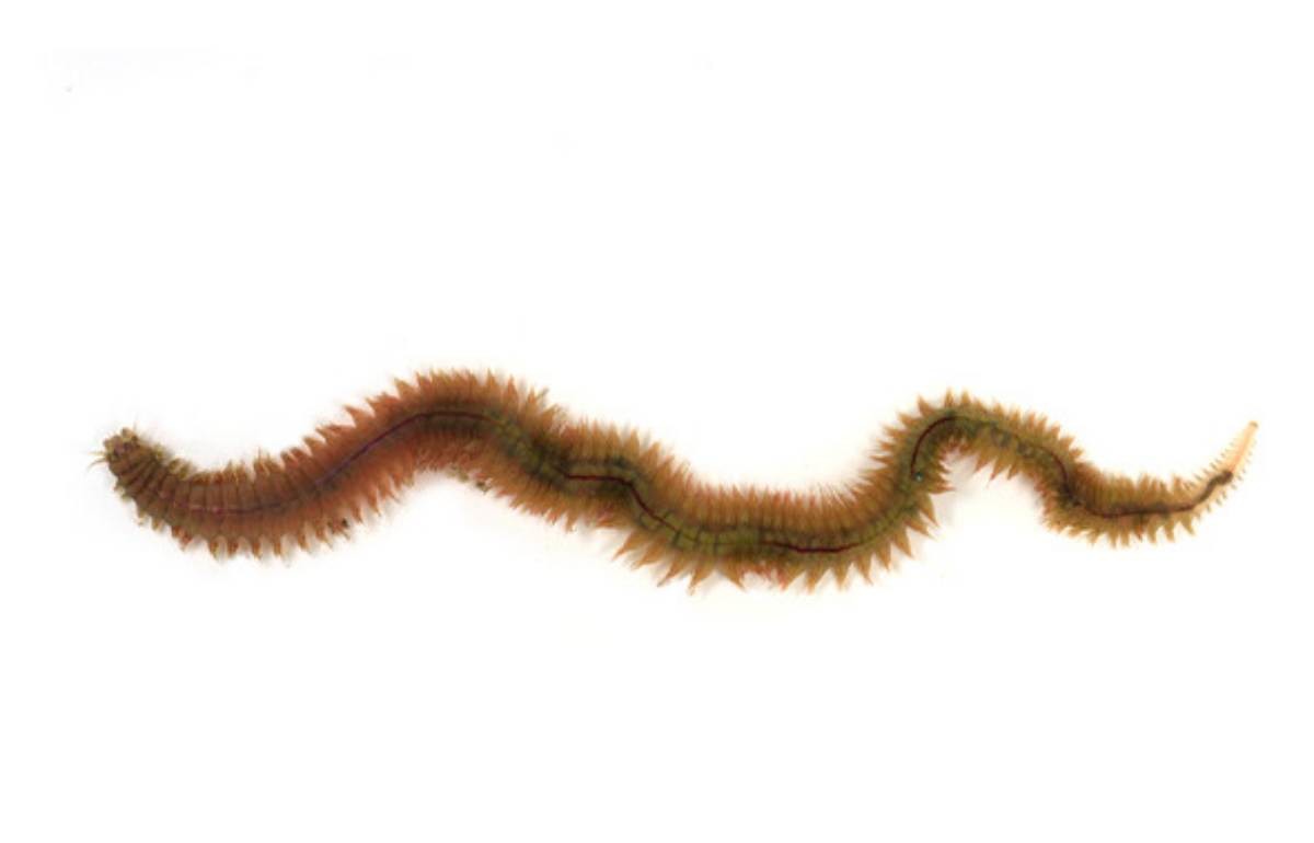 참갯지렁이 생김새. / 국립생물자원관