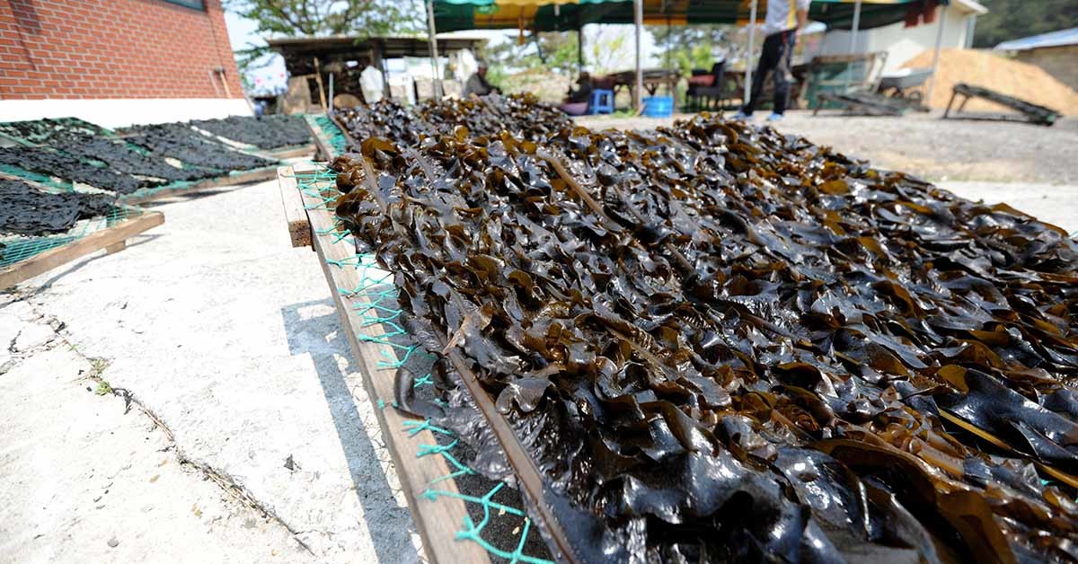 강동 돌미역 / 뉴스1