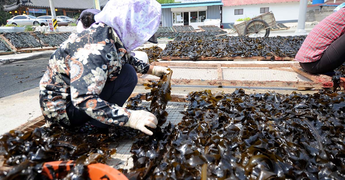 강동 돌미역 / 뉴스1