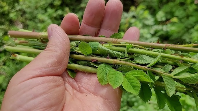 찔레나무 순. / '텃밭친구' 유튜브