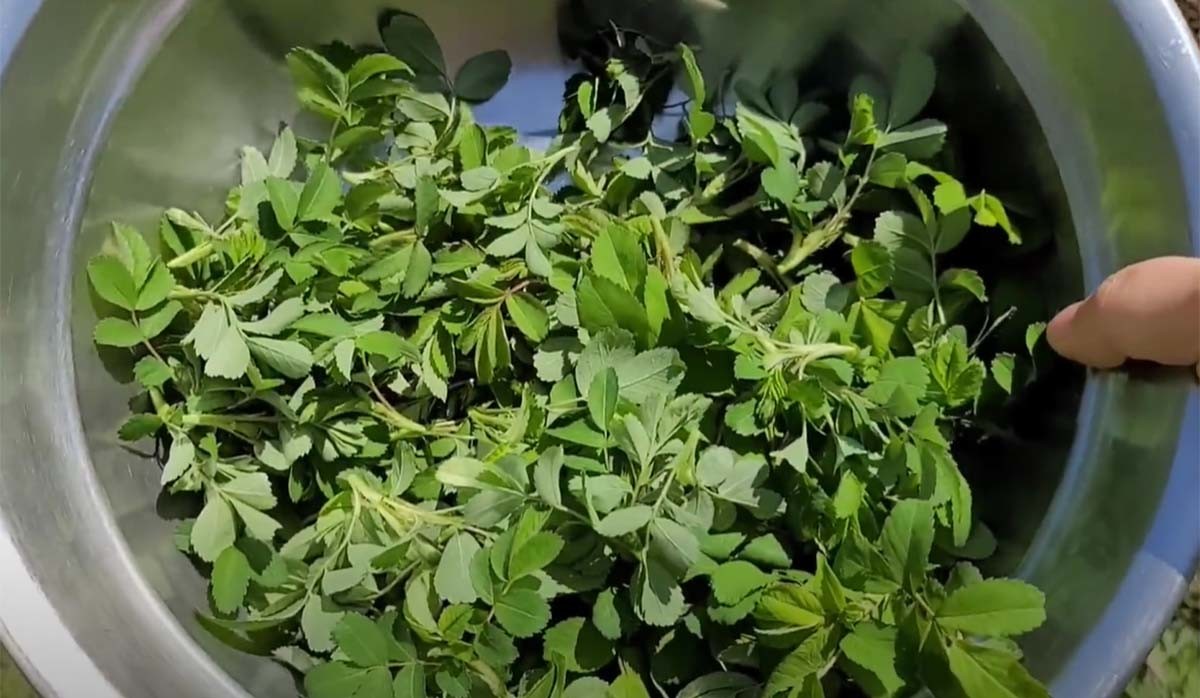 찔레나무 어린잎. 훌륭한 식재료다. / '자연인은경' 유튜브 영상 캡처