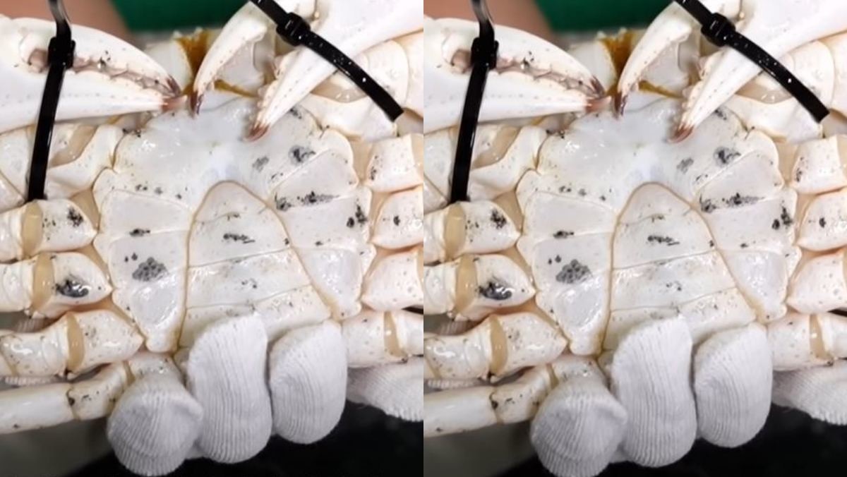 크리스탈 크랩 사진 / '수빙수' 유튜브