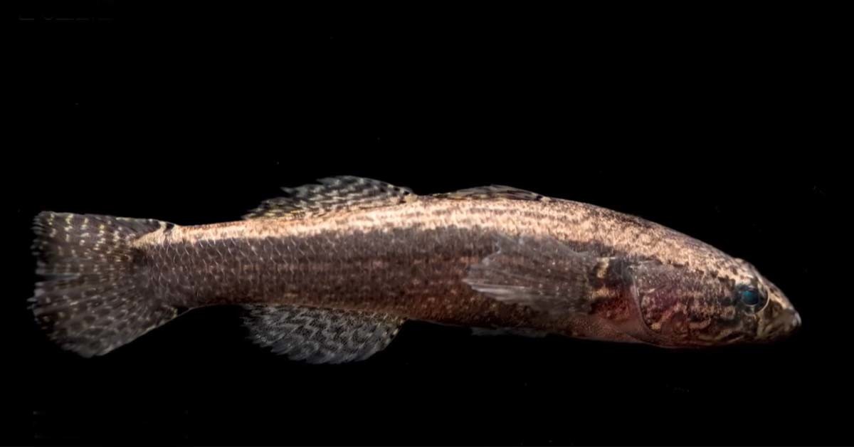 검은구굴무치 / KBS ‘환경스페셜’ 영상 캡처