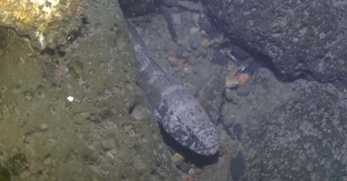 검은구굴무치 / KBS ‘환경스페셜’ 영상 캡처