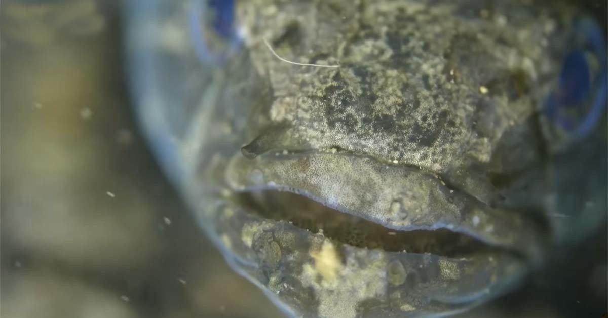 검은구굴무치 / KBS ‘환경스페셜’ 영상 캡처