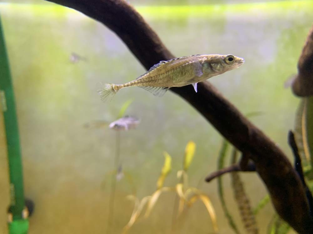 토속 관상어 잔가시고기 / 국립수산과학원 제공