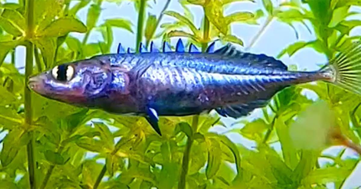 잔가시고기 / 국립수산과학원 유튜브 영상 캡처