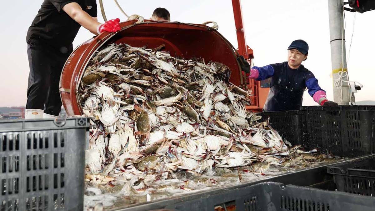 꽃게 / 연합뉴스TV