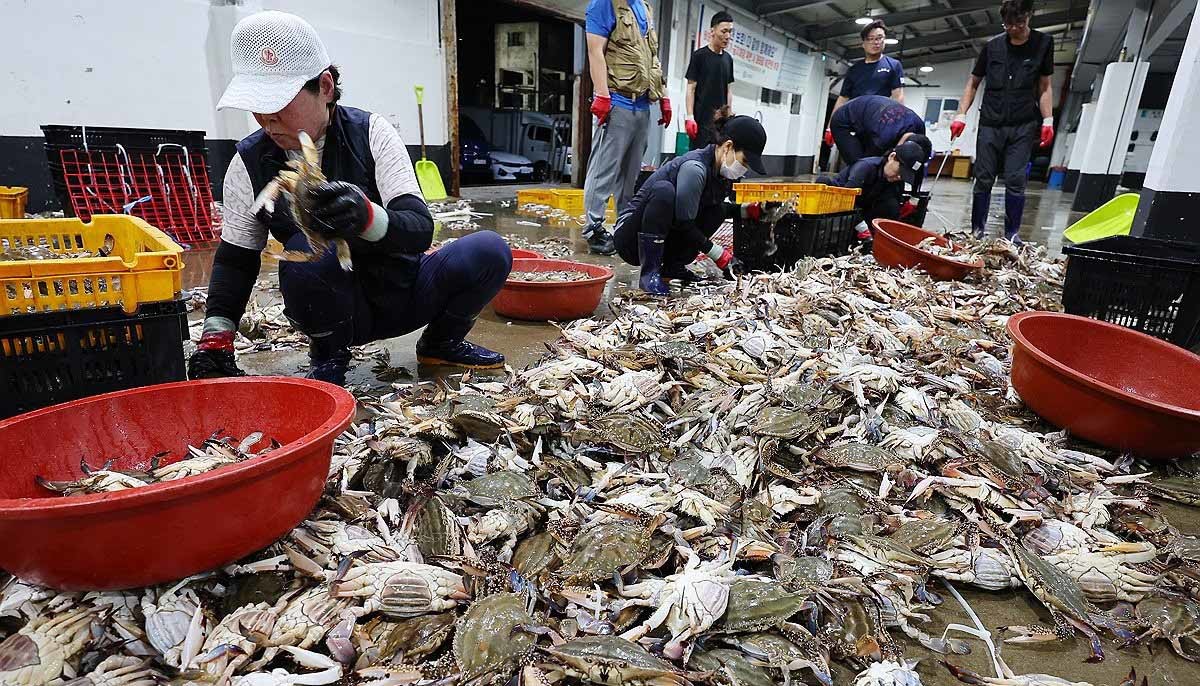 꽃게 / 연합뉴스