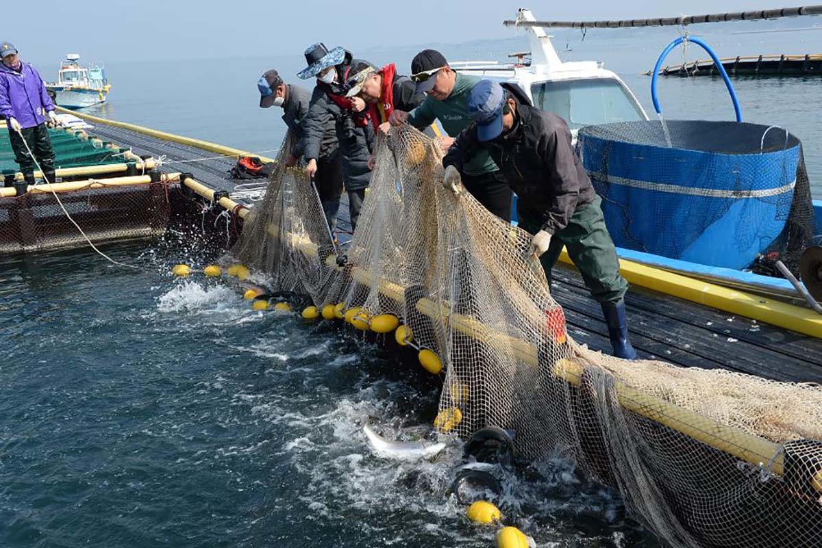 바다송어 / 홍성군 제공