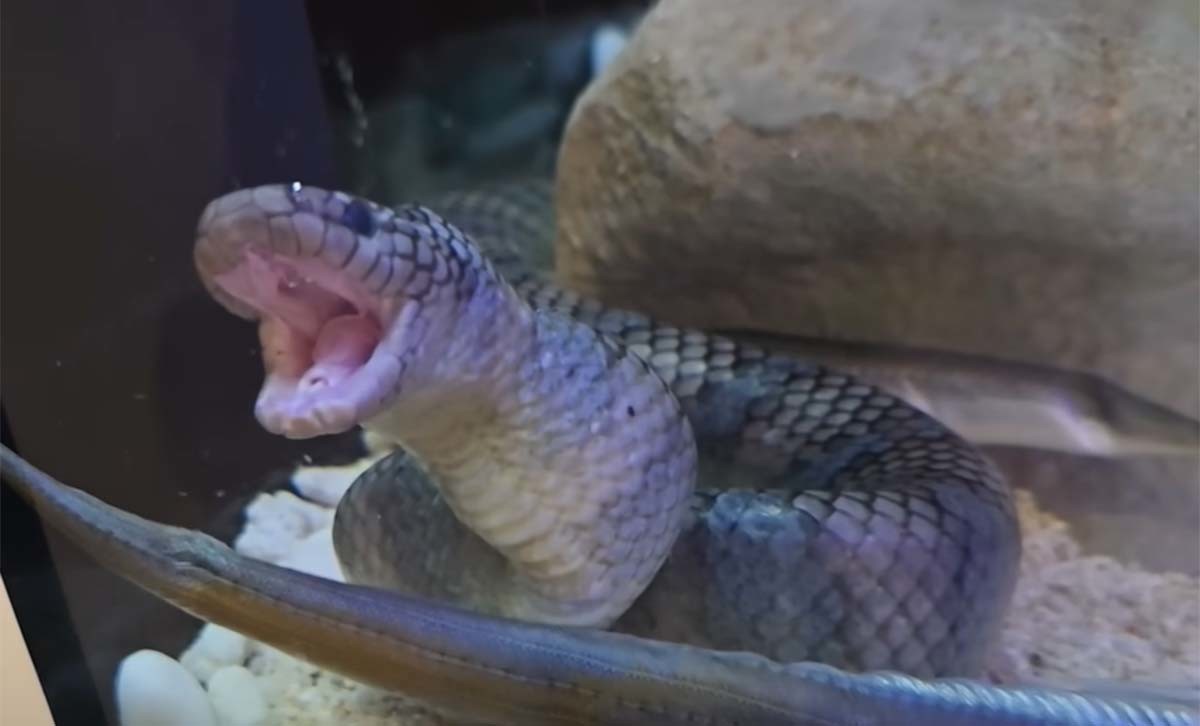 제주에서 포획한 '넓은띠큰바다뱀' / 'TV생물도감' 유튜브 채널