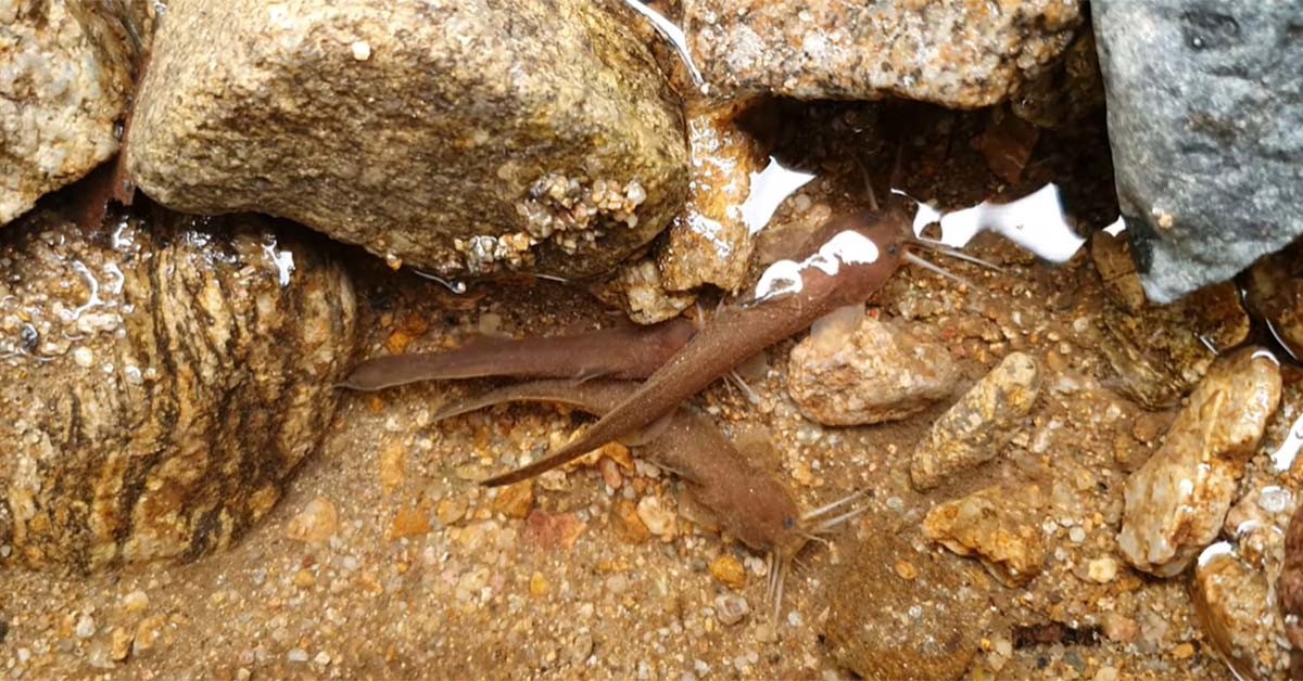 퉁가리 / '숲향기' 유튜브 채널