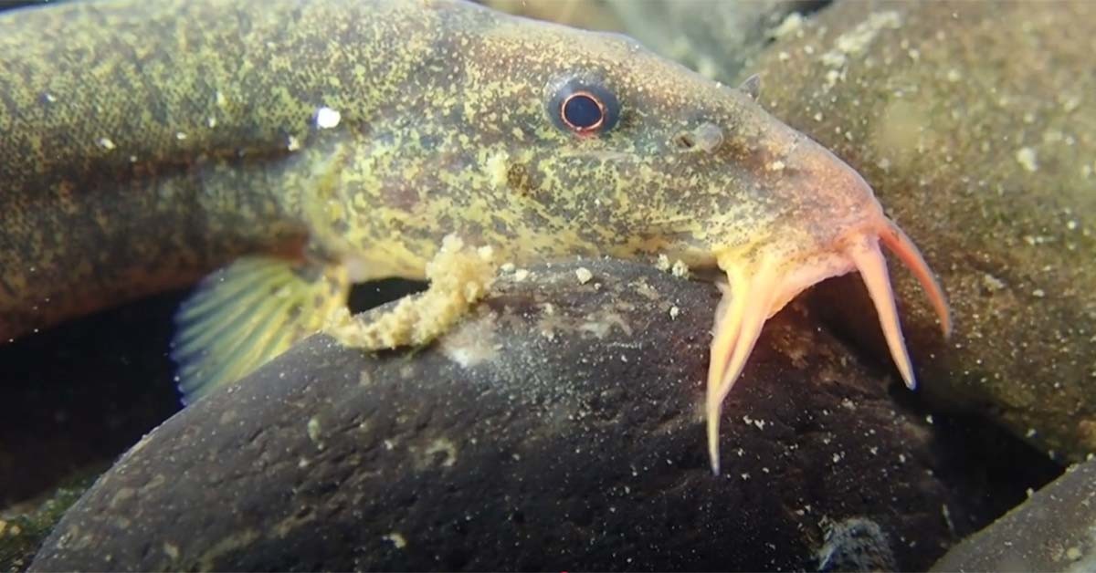 새코미꾸리 / '딩가딩가 스튜디오' 유튜브 영상 캡처