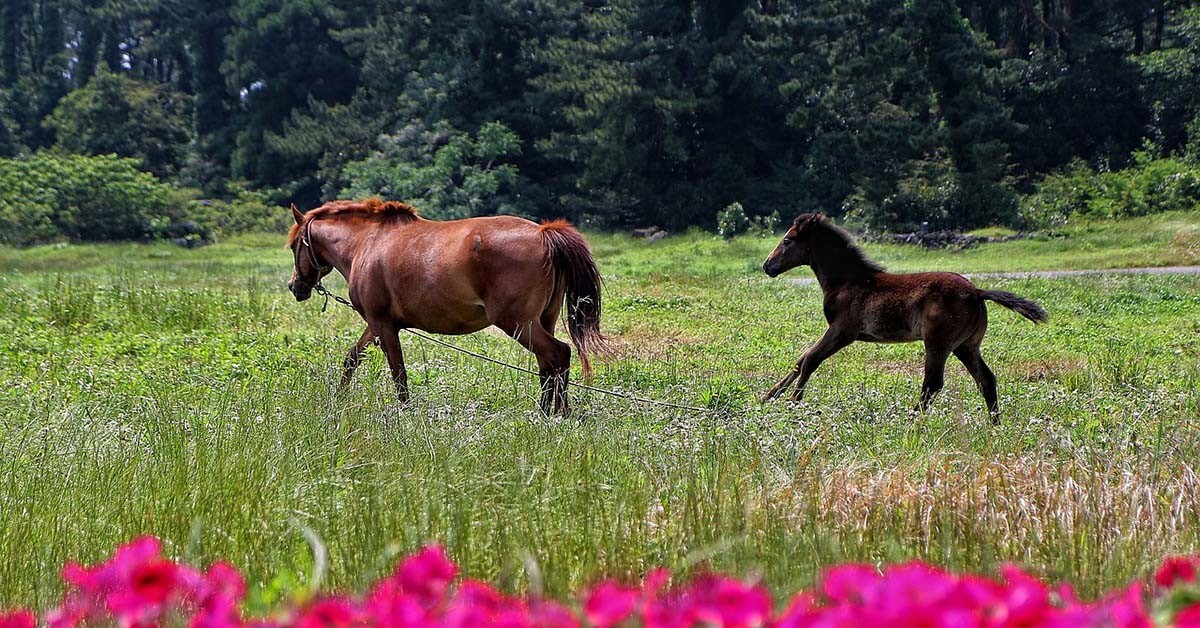 제주도 / 픽사베이