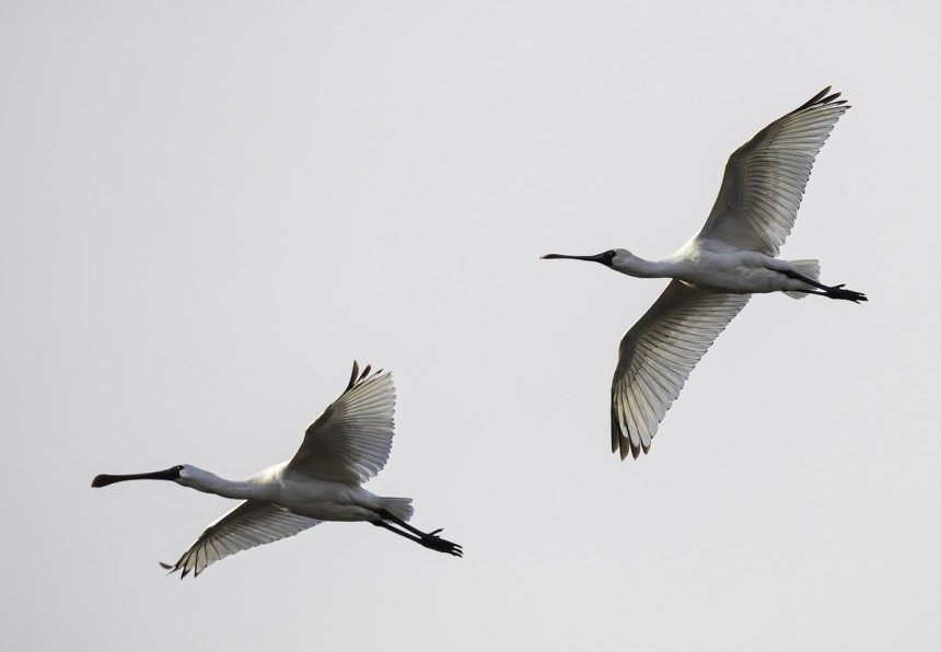 울산을 찾아왔던 저어새. / 연합뉴스('짹짹휴게소' 홍승민 대표 제공)