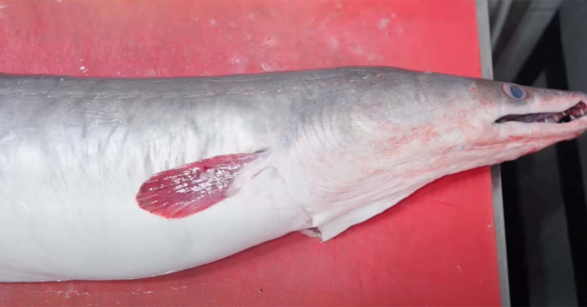 갈창갯장어 / 일타쿠마 유튜브 영상 캡처