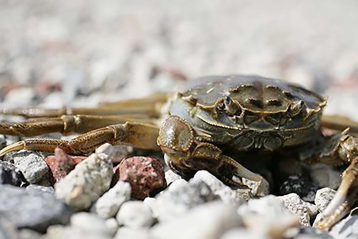 참게 / 연합뉴스