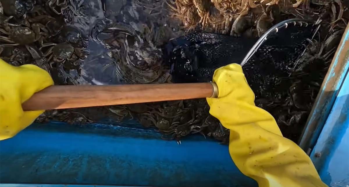 참게 / '한탄강 청년어부' 유튜브