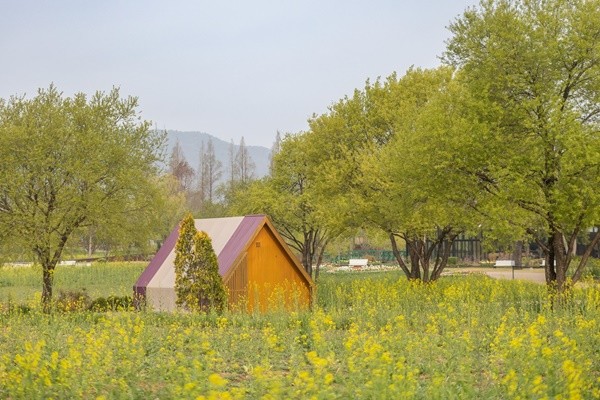 유채꽃밭 워케이션