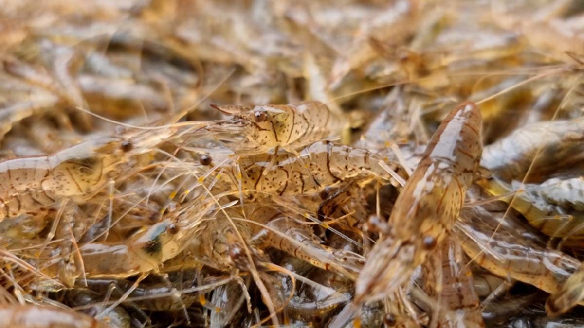 토하 / KBS '한국인의 밥상'