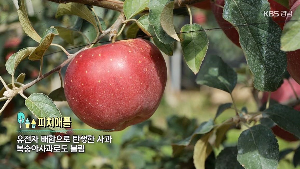 복숭아사과로 불리는 피치애플 겉모습 / 유튜브 'KBS창원'