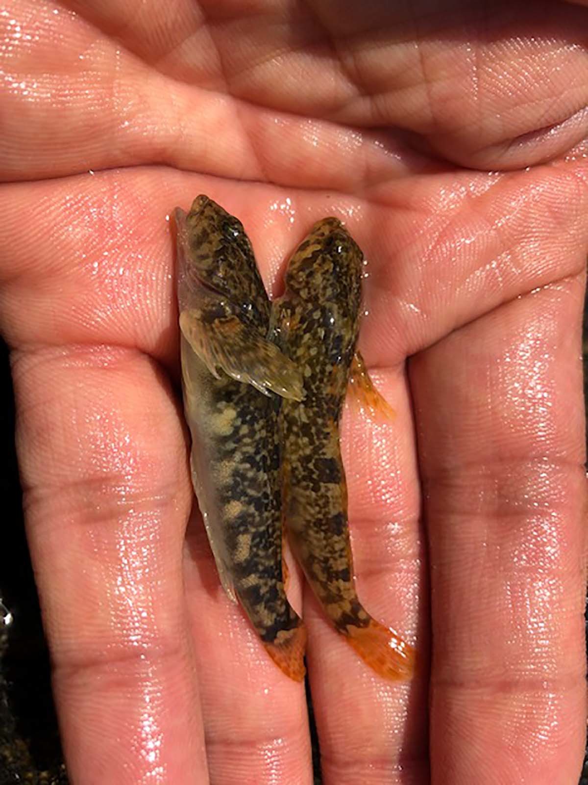 둑중개 / 국립생물자원관 '한반도의 생물다양성'