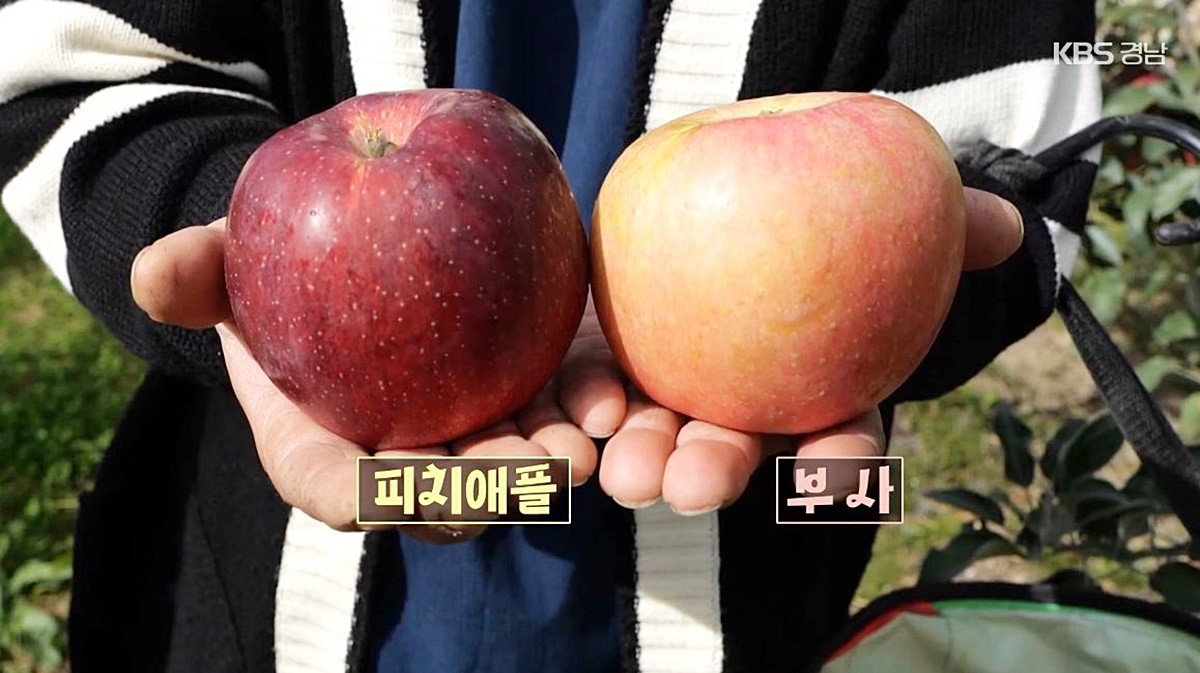 피치애플(왼쪽)과 일반 사과(부사)를 비교한 모습 / 유튜브 'KBS창원'