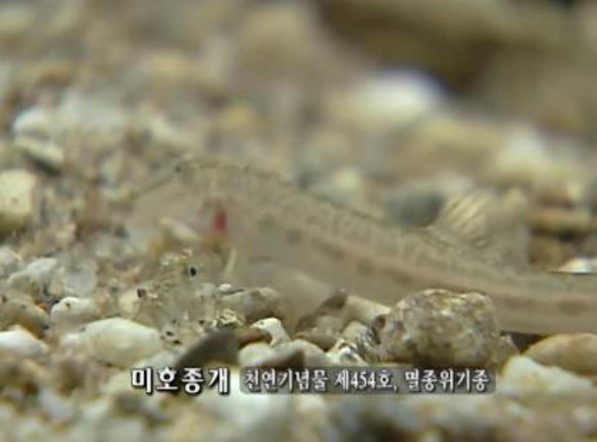 소형 담수어 '미호종개'. / 유튜브 '환경스페셜'