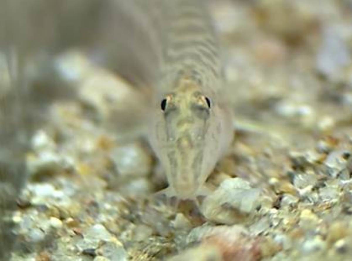 미호종개 앞모습. / 유튜브 '환경스페셜'